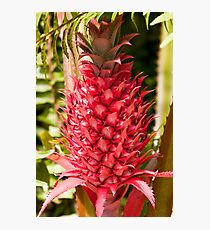 Lámina fotográfica Bromeliad, Everglades National Park, Florida
