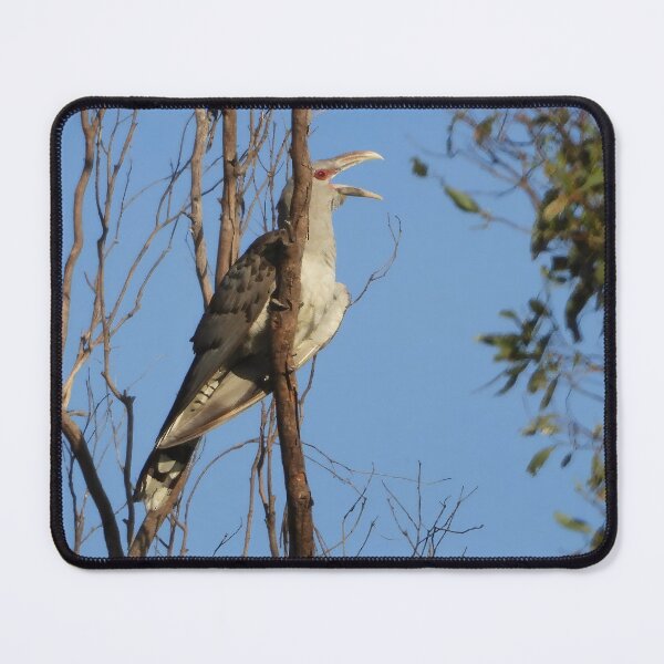 Item preview, Channel-billed cuckoo or Storm birds designed and sold by Jenny Dyer.