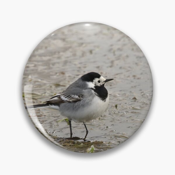 Item preview, Wet feet. White wagtail designed and sold by Jouko Lehto Photography.
