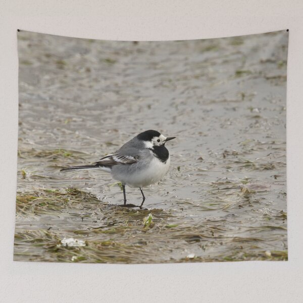 Item preview, Wet feet. White wagtail designed and sold by Jouko Lehto Photography.