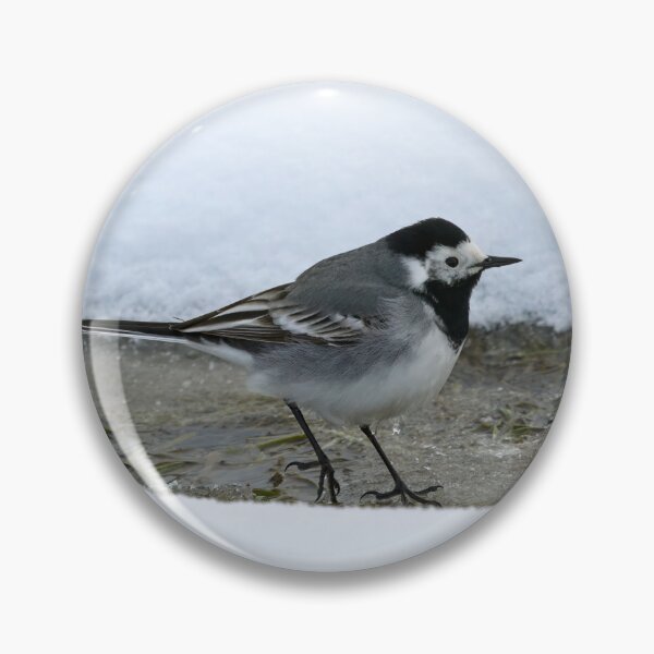 Item preview, Surrounded by snow. White wagtail designed and sold by Jouko Lehto Photography.