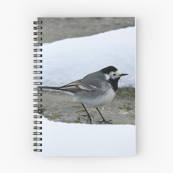 Item preview, Surrounded by snow. White wagtail designed and sold by Jouko Lehto Photography.