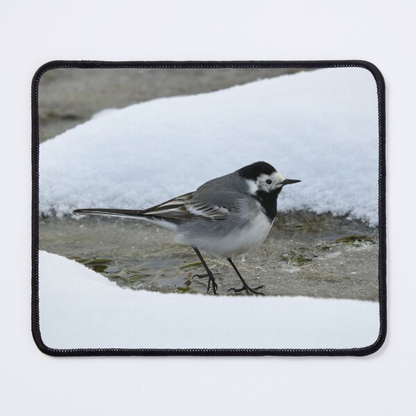 Item preview, Surrounded by snow. White wagtail designed and sold by Jouko Lehto Photography.