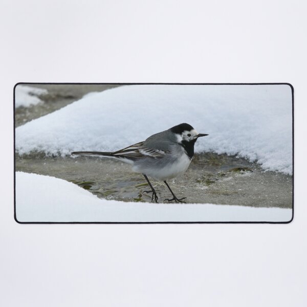 Item preview, Surrounded by snow. White wagtail designed and sold by Jouko Lehto Photography.