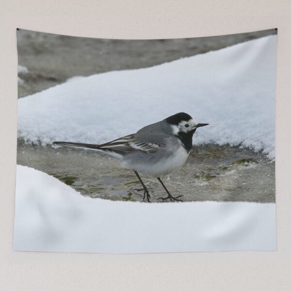 Item preview, Surrounded by snow. White wagtail designed and sold by Jouko Lehto Photography.
