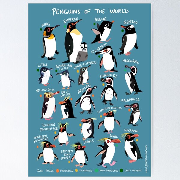 Penguin Club Hello Sticker - Penguin Club Hello Penguin Dance - Discover &  Share GIFs