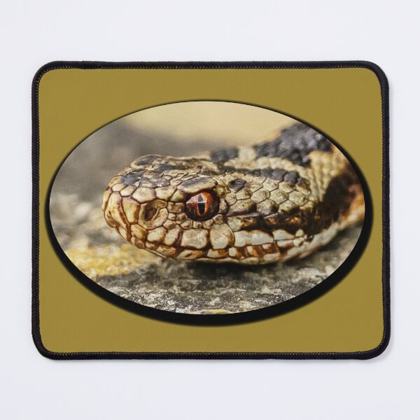 Item preview, Adder head designed and sold by Dalyndigital Photography.