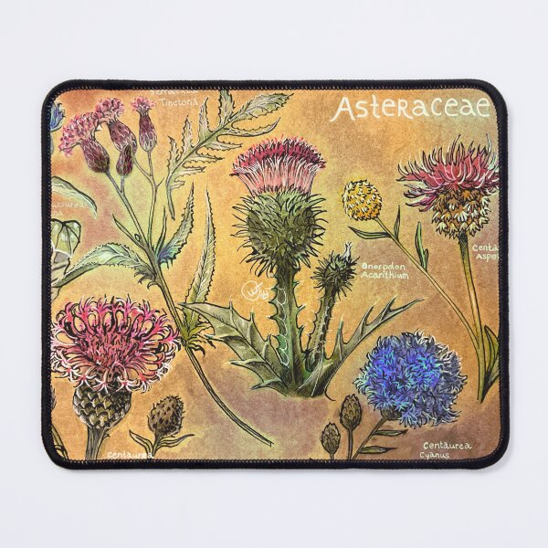 Item preview, Asteraceae: A collection of Thistles and Cornflowers designed and sold by Wentasee Art.