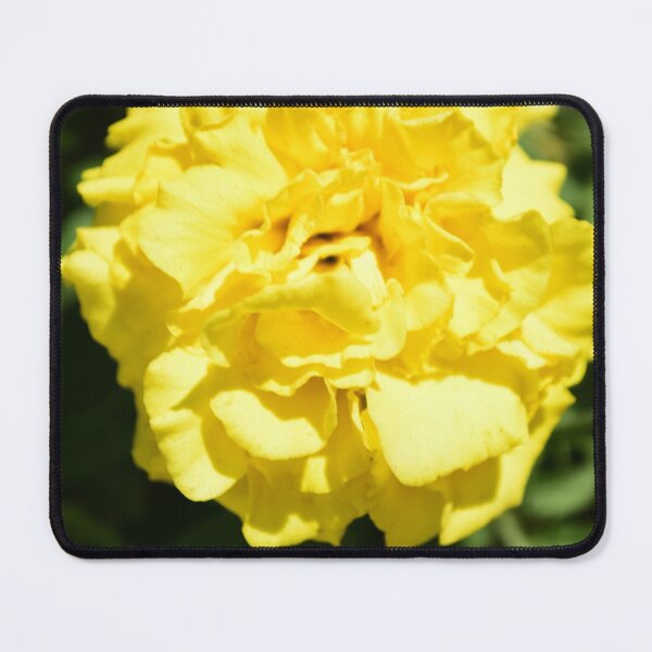 Item preview, Zenith Lemon Yellow French Marigold designed and sold by MercerImages.