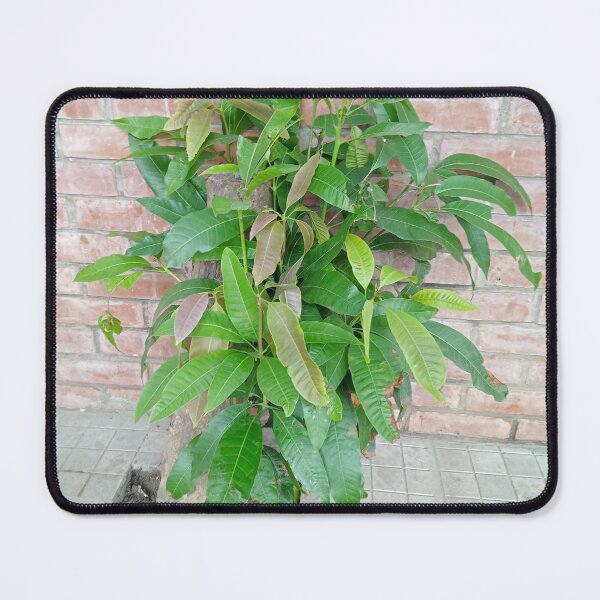 Item preview, Green Mango Tree designed and sold by suvashbarman.