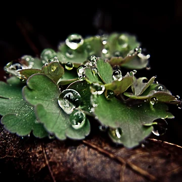 Vorschaubild zum Design Spring Rains von Brian Walter