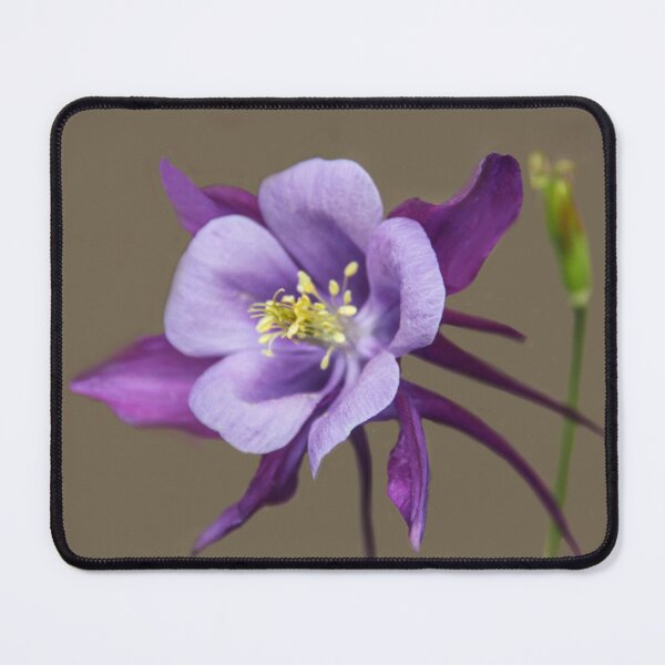 Item preview, Aquilegia, Columbine, a.k.a. Granny's Bonnet! designed and sold by heatherfriedman.