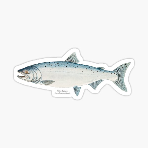 Item preview, Coho Salmon Painting designed and sold by Stephen Emms.