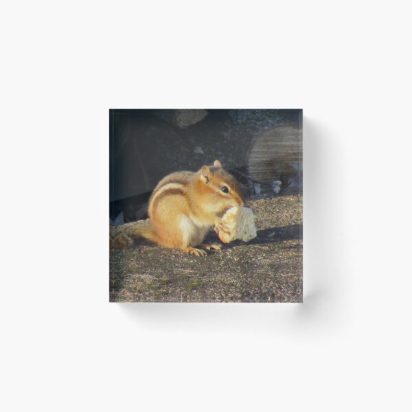 Item preview, Chipmunk Eating Bread designed and sold by silsketches.