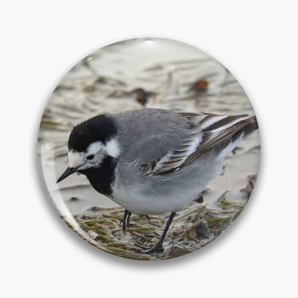 Item preview, Anything to eat here. White wagtail designed and sold by Jouko Lehto Photography.