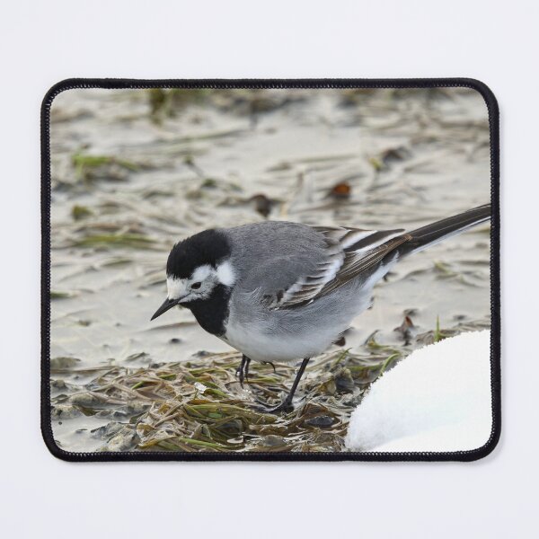 Item preview, Anything to eat here. White wagtail designed and sold by Jouko Lehto Photography.