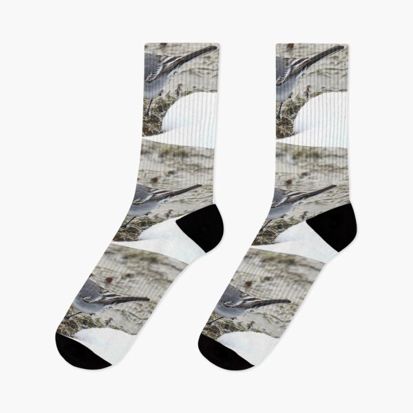 Item preview, Anything to eat here. White wagtail designed and sold by Jouko Lehto Photography.