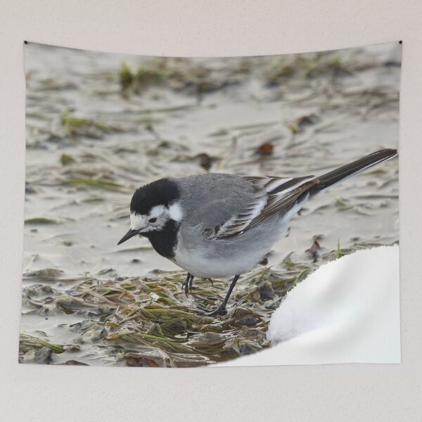 Item preview, Anything to eat here. White wagtail designed and sold by Jouko Lehto Photography.