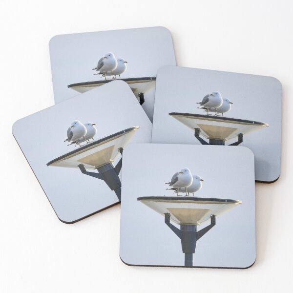 Item preview, On the tray. Common Gull designed and sold by Jouko Lehto Photography.