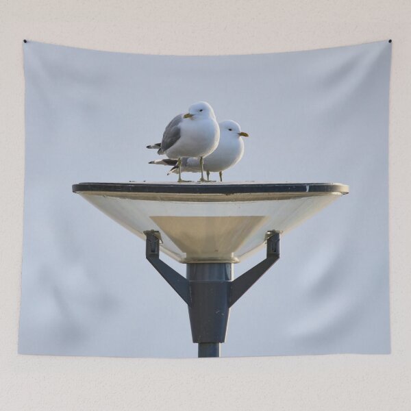 Item preview, On the tray. Common Gull designed and sold by Jouko Lehto Photography.