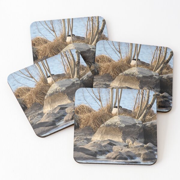 Item preview, Sleep on the eggs. Canada goose designed and sold by Jouko Lehto Photography.