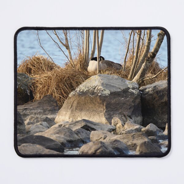 Item preview, Sleep on the eggs. Canada goose designed and sold by Jouko Lehto Photography.