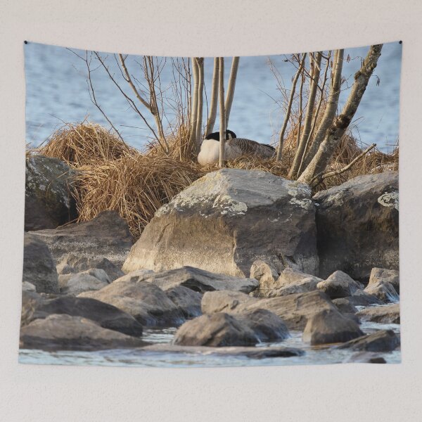 Item preview, Sleep on the eggs. Canada goose designed and sold by Jouko Lehto Photography.