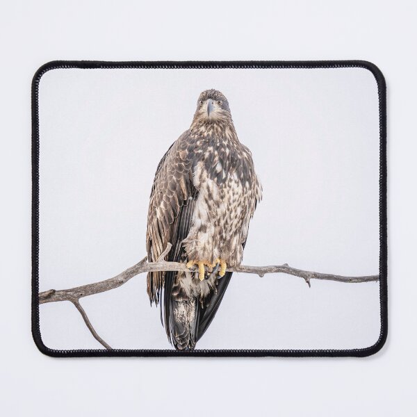 Item preview, Juvenile Bald Eagle Alaska 2 designed and sold by PhotoArt by Joan Carroll.