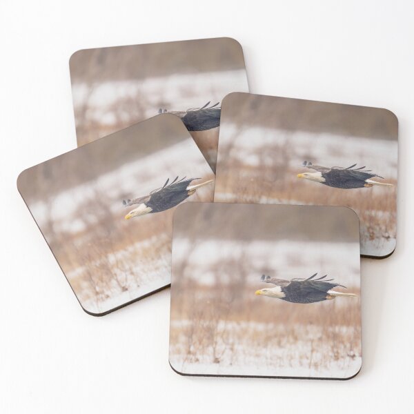 Item preview, Bald Eagle in Flight Haines Alaska designed and sold by PhotoArt by Joan Carroll.