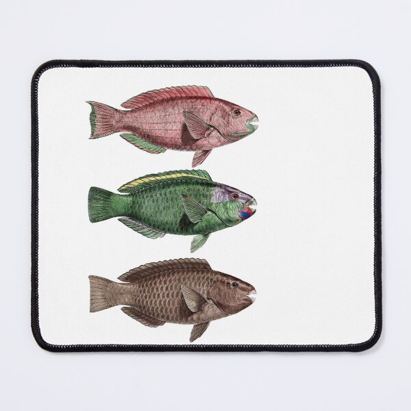 Item preview, Trio of dated fish designed and sold by KAY Artists.