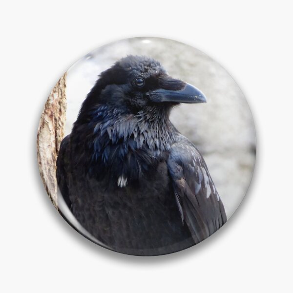 Item preview, Perching Raven designed and sold by sharkbait83.