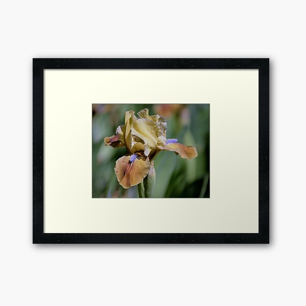 Jolly Fellow Framed Art Print