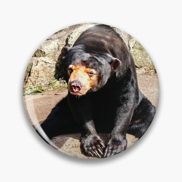 Item preview, oso del sol designed and sold by Dagon-Photos.