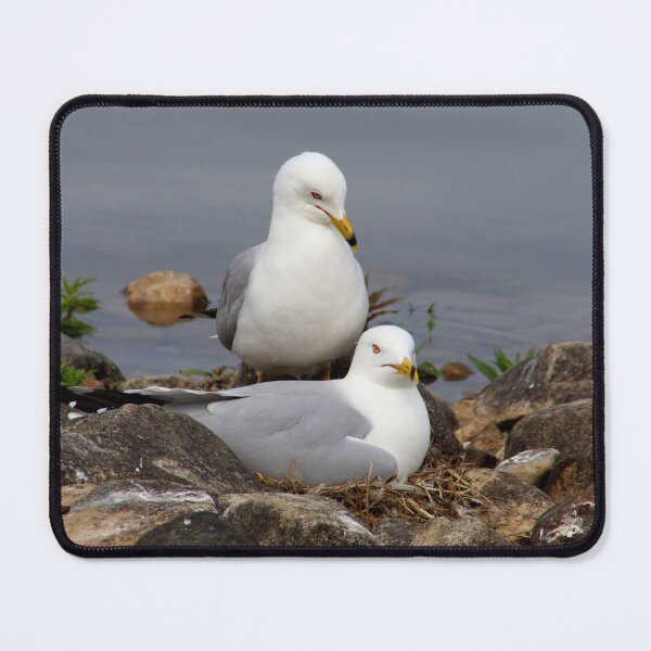 Item preview, Nesting Gulls designed and sold by vernonite.