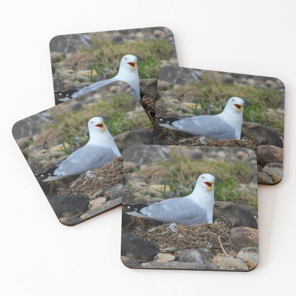 Item preview, Nesting gull protecting her nest designed and sold by vernonite.