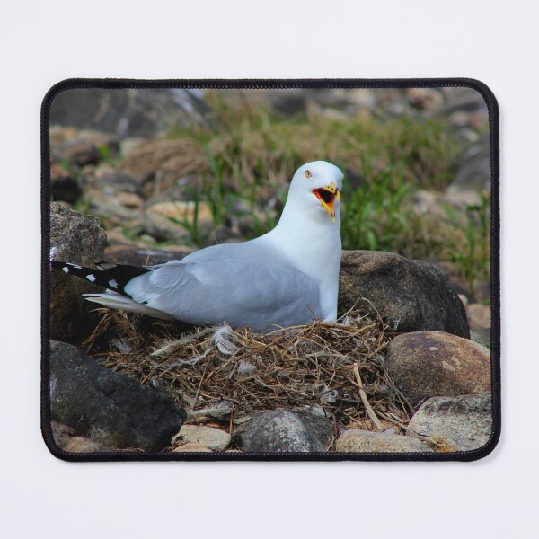 Item preview, Nesting gull protecting her nest designed and sold by vernonite.