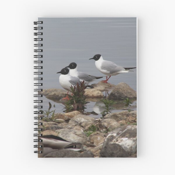 Item preview, Variety of Water birds designed and sold by vernonite.