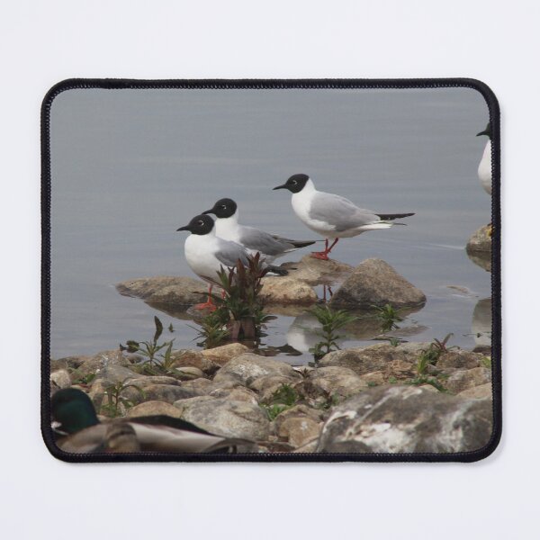 Item preview, Variety of Water birds designed and sold by vernonite.
