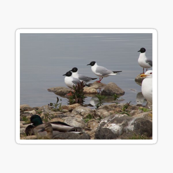 Item preview, Variety of Water birds designed and sold by vernonite.