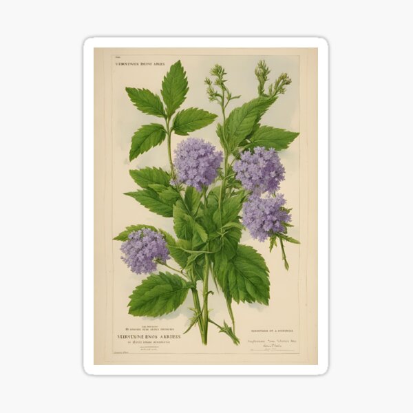 Verveine de Buenos Aires - affiche, poster, sticker Sticker