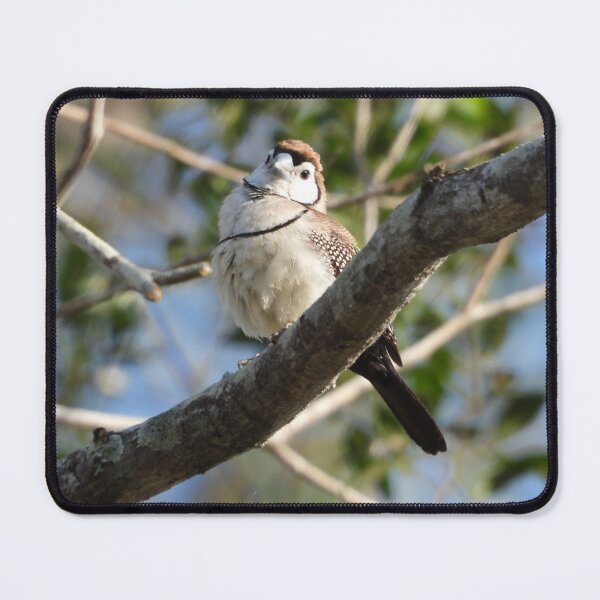 Item preview, Double-barred finch designed and sold by Jenny Dyer.