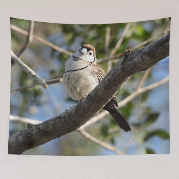 Item preview, Double-barred finch designed and sold by Jenny  Dyer.
