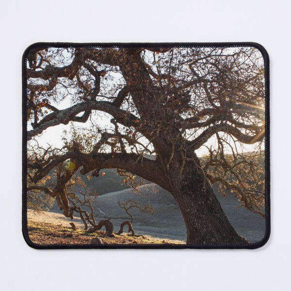 Item preview, Twisted Roots - Gilroy, California Tree  designed and sold by bayviewmedia.