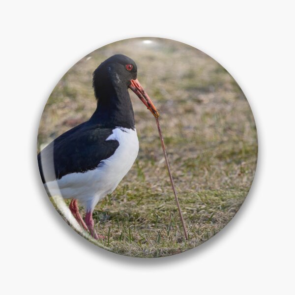 Item preview, Someone is fighthing back. Eurasian oystercatcher designed and sold by Jouko Lehto Photography.