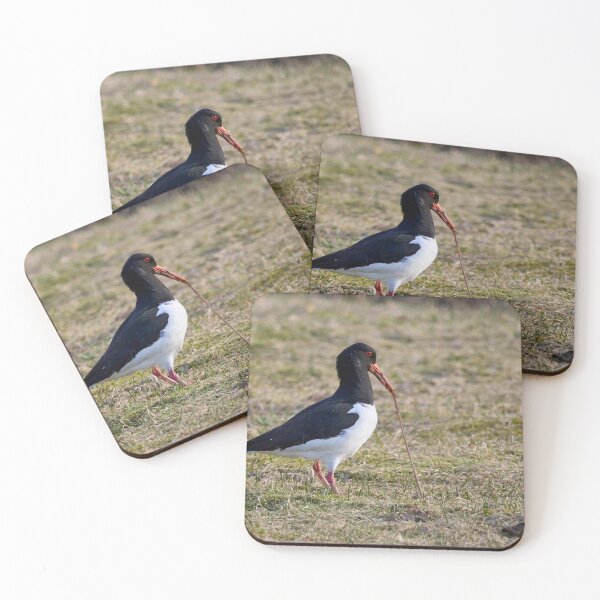 Item preview, Someone is fighthing back. Eurasian oystercatcher designed and sold by Jouko Lehto Photography.