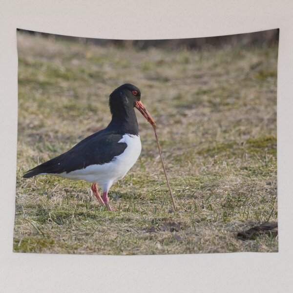 Item preview, Someone is fighthing back. Eurasian oystercatcher designed and sold by Jouko Lehto Photography.