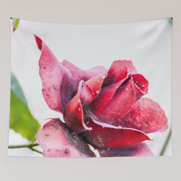 Item preview, Old red rose designed and sold by carlotoffolo.