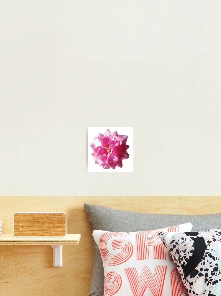 Thumbnail 2 of 3, Photographic Print, Rose, Roses, Pink Roses, Rococo designed and sold by colorgallery11.
