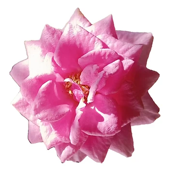 Artwork thumbnail, Rose, Roses, Pink Roses, Rococo by colorgallery11