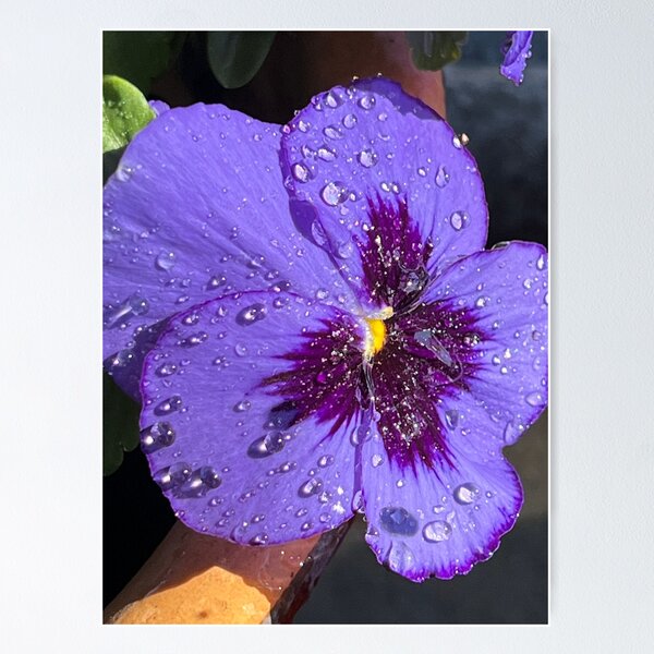 Item preview, Violet designed and sold by Darnell Williams.